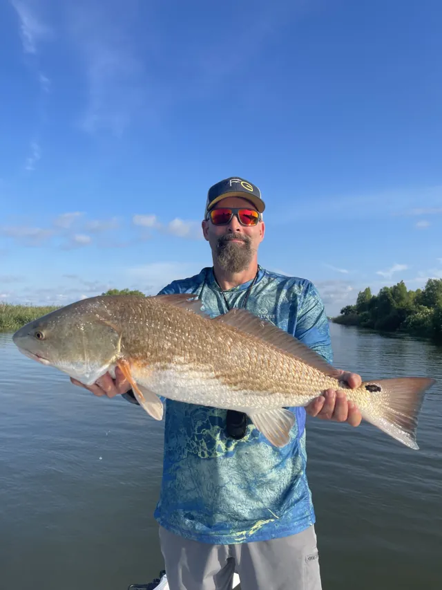 An angler in a blue fishing shirt holds a redfish with a tree line behind.