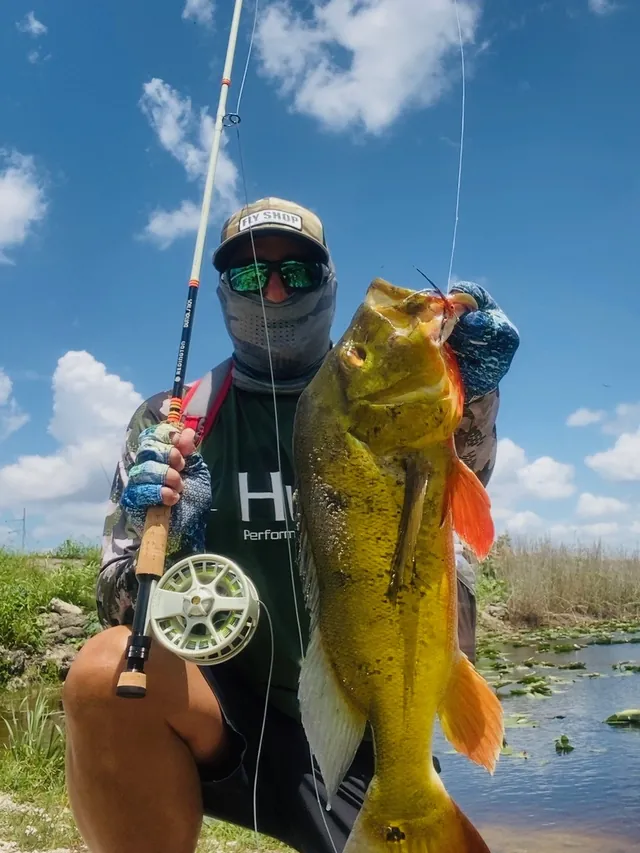 An angler on a canal bank holds up a peacock bass, fly rod over his shoulder.